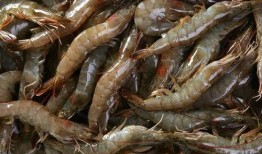 养殖对虾爆料视频大全下载,爆料视频大全深度解析