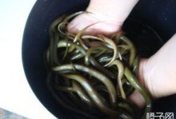 无码黄鳝在线观看,无码黄鳝在线观看现象背后的真相