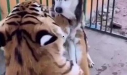 红兜兜爆料二哈视频,二哈萌态百出，笑料连连视频大放送