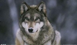 狼有在线观看,揭秘神秘狼族传奇