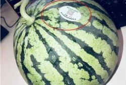 网红吃瓜大c,网红大C带你领略吃瓜界的风云变幻