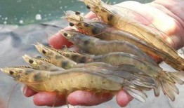 养殖对虾爆料视频大全下载,爆料视频大全深度解析