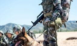 神犬奇兵电视剧在线观看