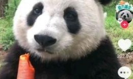 吃瓜熊猫动画视频下载免费,免费下载，欢乐无限