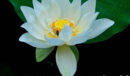 网红吃瓜头像微信,揭秘网络红人的趣味生活瞬间