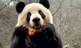 吃瓜熊猫动画视频下载免费,免费下载，欢乐无限