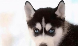 红兜兜爆料二哈视频,二哈萌态百出，笑料连连视频大放送