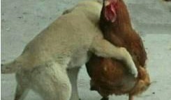 网红叫了个鸡爆料视频,揭秘网络爆红背后的真相