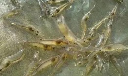 养殖对虾爆料视频大全下载,爆料视频大全深度解析