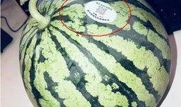 网红吃瓜头像微信,揭秘网络红人的趣味生活瞬间