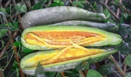 武都网红吃瓜事件