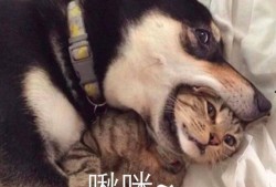 红兜兜爆料二哈视频,二哈萌态百出，笑料连连视频大放送