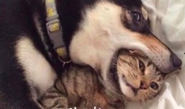 红兜兜爆料二哈视频,二哈萌态百出，笑料连连视频大放送