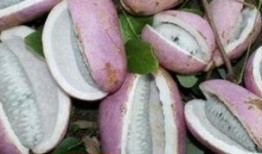 看网红吃八月瓜,美味与趣味并存！