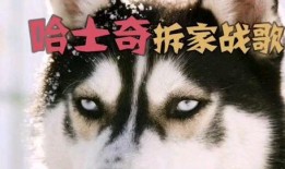 爆料二哈视频大全集免费观看,欢乐瞬间尽在掌握