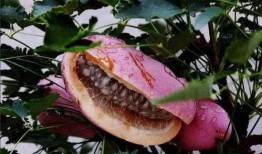 看网红吃八月瓜,美味与趣味并存！