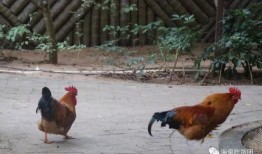 网红叫了个鸡爆料视频,揭秘网络爆红背后的真相